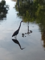Egretta tricolor