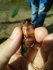 Cybister lateralimarginalis