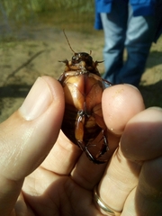 Cybister lateralimarginalis