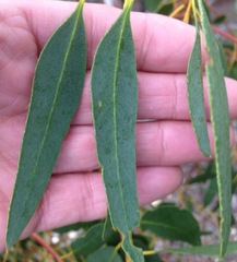 Eucalyptus gunnii