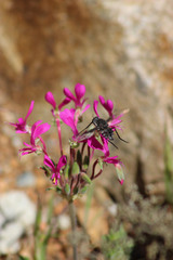 Pelargonium incrassatum