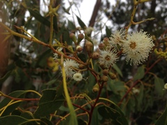 Eucalyptus gunnii