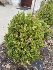 Buxus