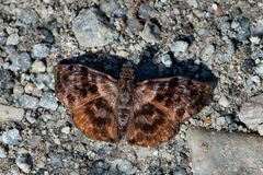 Ebrietas anacreon anacreon