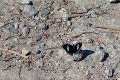 Diaethria eluina