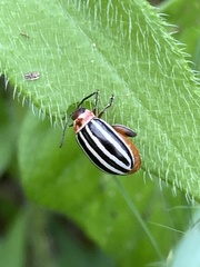 Kuschelina petaurista