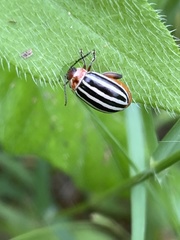 Kuschelina petaurista