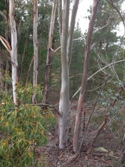 Eucalyptus gunnii