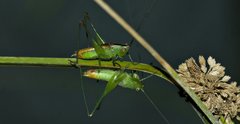 Conocephalus saltator