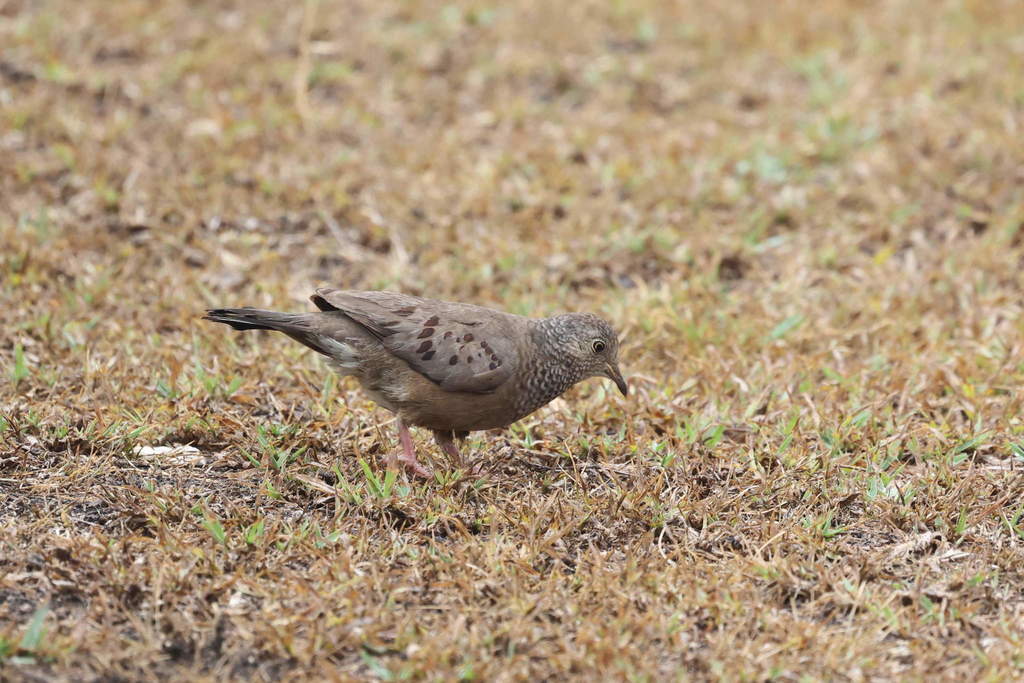 Common Ground Dove