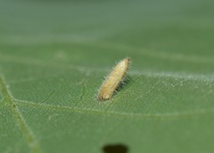 Caryomyia albipilosa