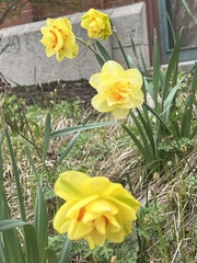 Narcissus