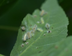 Caryomyia albipilosa