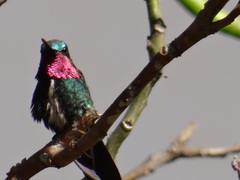 Heliomaster squamosus