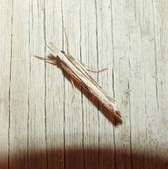 Orocrambus enchophorus