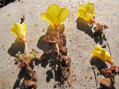 Oxalis bullulata