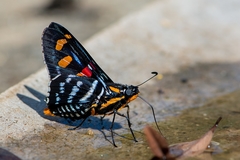 Mimoniades versicolor