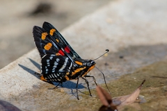 Mimoniades versicolor