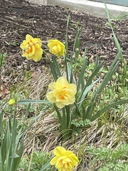 Narcissus