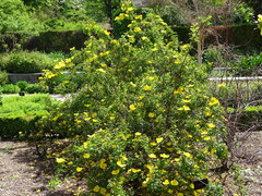 Rosa foetida