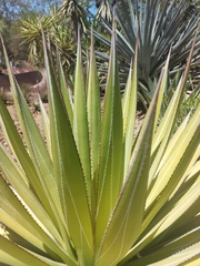 Agave impressa