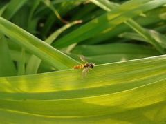 Sphaerophoria menthastri