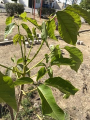 Handroanthus impetiginosus