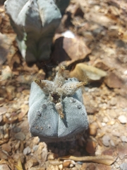 Astrophytum