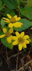 Asteraceae