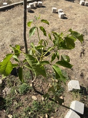 Handroanthus impetiginosus