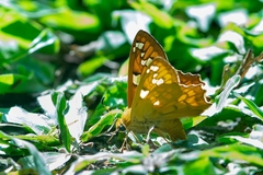 Myscelus amystis