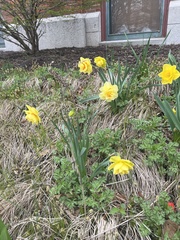 Narcissus