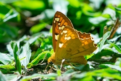 Myscelus amystis