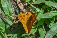 Myscelus amystis