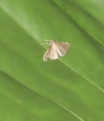Omiodes tristrialis