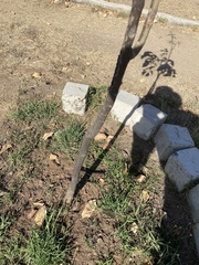 Handroanthus impetiginosus