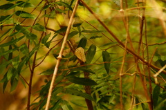 Morpho polyphemus