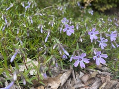 Phlox subulata