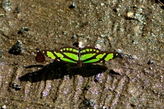 Philaethria wernickei