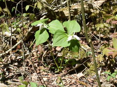 Trillium simile