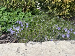 Phlox subulata