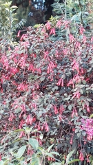 Fuchsia triphylla