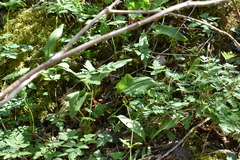 Convallaria pseudomajalis