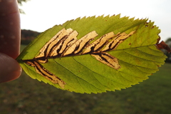 Stilbosis ostryaeella