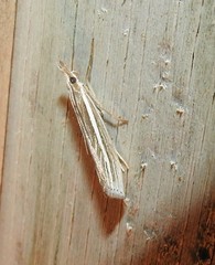 Orocrambus enchophorus
