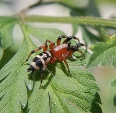Sergiolus capulatus