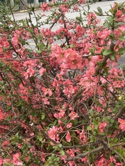 Chaenomeles