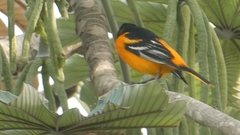 Icterus galbula