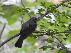 Hypsipetes amaurotis amaurotis