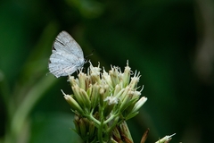Ostrinotes sophocles